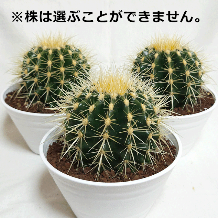 サボテン 柱サボテン 高さ120センチくらい 3本植え 8号鉢（直径24cm