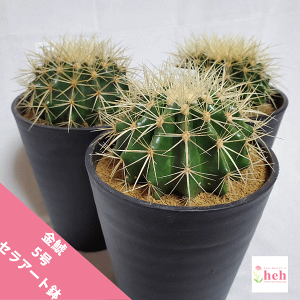 観葉植物 サボテン 大型の人気商品 通販 価格比較 価格 Com