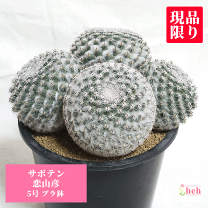 楽天市場】サボテン 群生(観葉植物|花・観葉植物):花 楽天市場】サボテン 群生(観葉植物|花・観葉植物):花