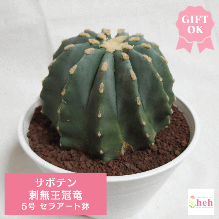 サボテン　　王冠竜　　白鉢 サボテン 王冠竜 白鉢 【公式通販】