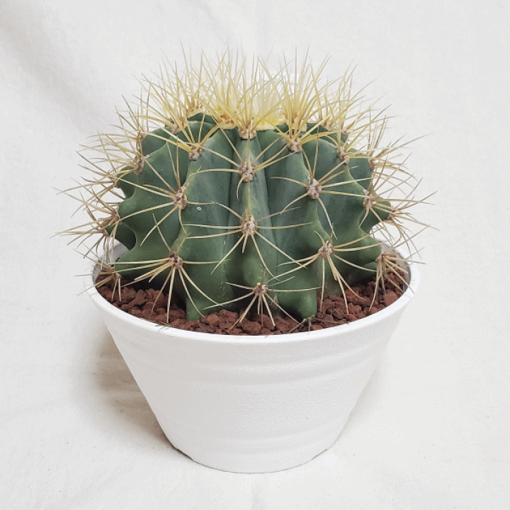 楽天市場】サボテン 王冠竜 5号 セラアート鉢 鉢 土 種 観葉植物 多肉