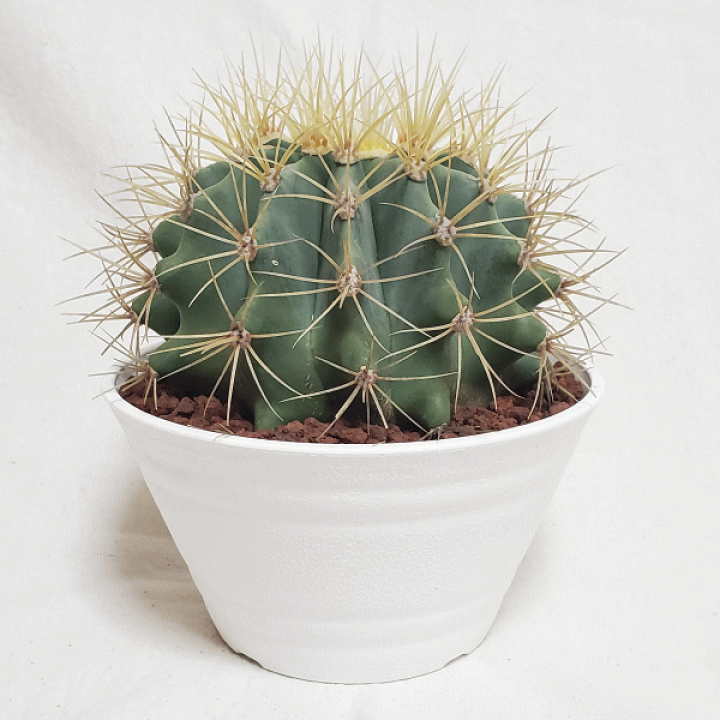 楽天市場】サボテン 王冠竜 5号 セラアート鉢 鉢 土 種 観葉植物 多肉