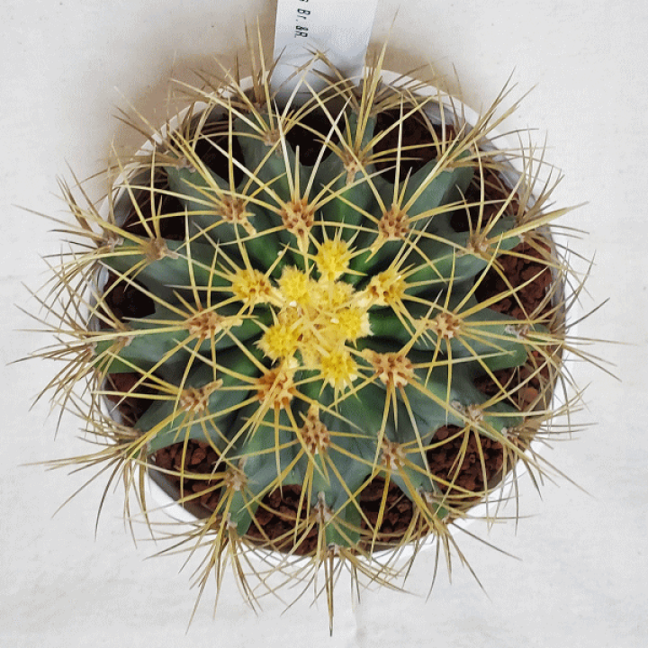 楽天市場】サボテン 王冠竜 5号 セラアート鉢 鉢 土 種 観葉植物 多肉