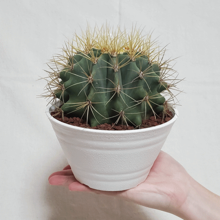 楽天市場】サボテン 王冠竜 5号 セラアート鉢 鉢 土 種 観葉植物 多肉