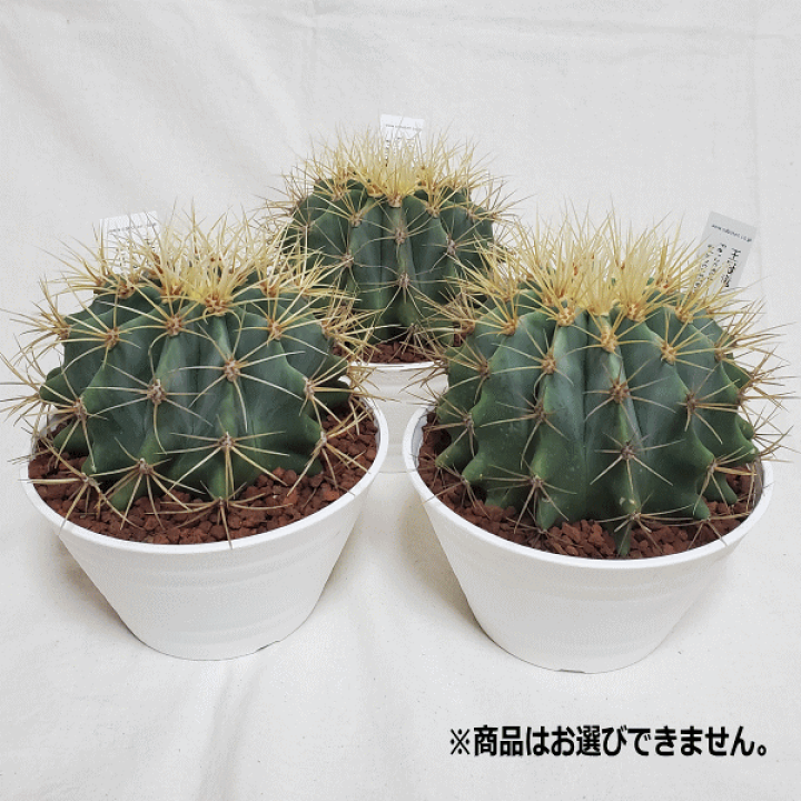 さぼてん様 61LI5UjZEcL._UF350,350_QL80_.jpg