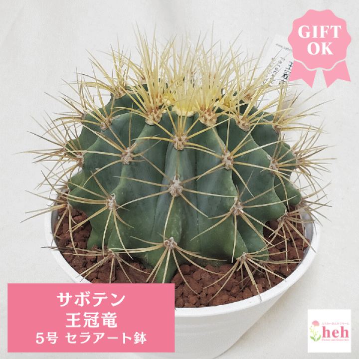王冠竜　サボテン　引取限定 サボテン：王冠竜 2.5号 の通販 | 園芸ネット