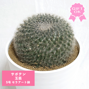 観葉植物 5号 サボテン 玉」の人気商品一覧・価格比較 - 価格.com