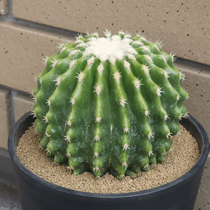 おすすめ　金鯱　さぼてん サボテン・金鯱 | 観葉植物 – AT.1011