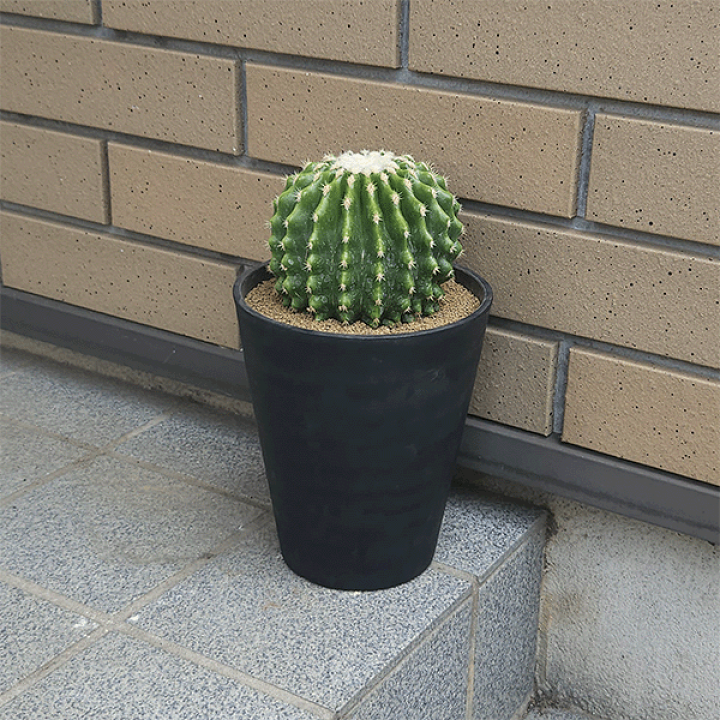 楽天市場】サボテン 刺無金鯱 5号 プラ鉢 鉢 種 土 金鯱