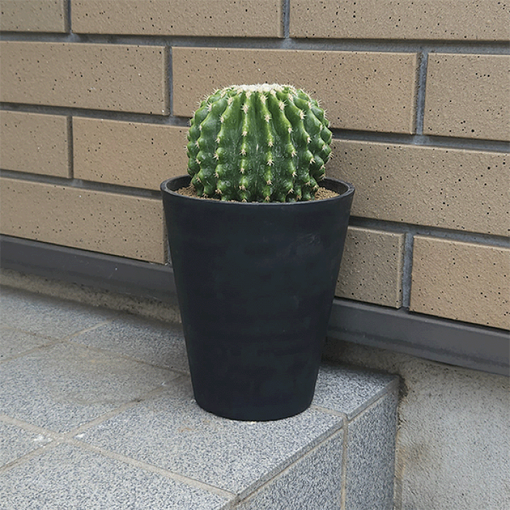 楽天市場】サボテン 刺無金鯱 5号 プラ鉢 鉢 種 土 金鯱