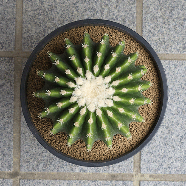 楽天市場】サボテン 刺無金鯱 5号 プラ鉢 鉢 種 土 金鯱