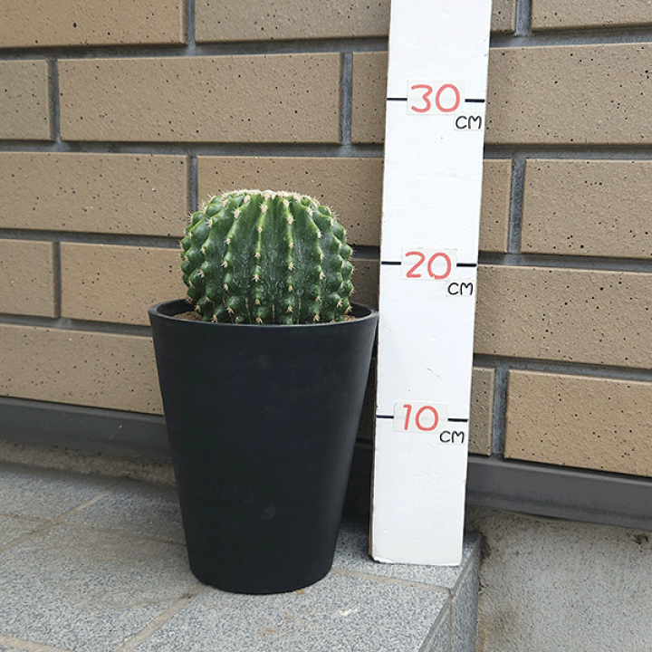 【引取り限定】 金鯱 サボテン 【樹高:約50cm】May09 引取り限定】 金鯱 サボテン 【樹高:約50cm】May09 - メルカリ