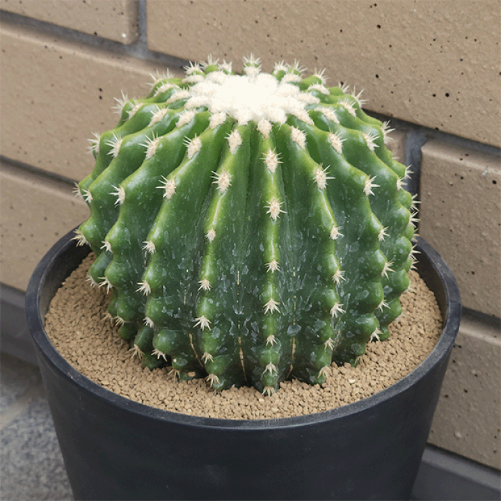 金鯱　サボテン　引取限定 引取り限定】 金鯱 サボテン 【樹高:約50cm】May09 - メルカリ