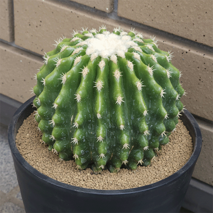 おすすめ　金鯱　さぼてん サボテン・金鯱 | 観葉植物 – AT.1011