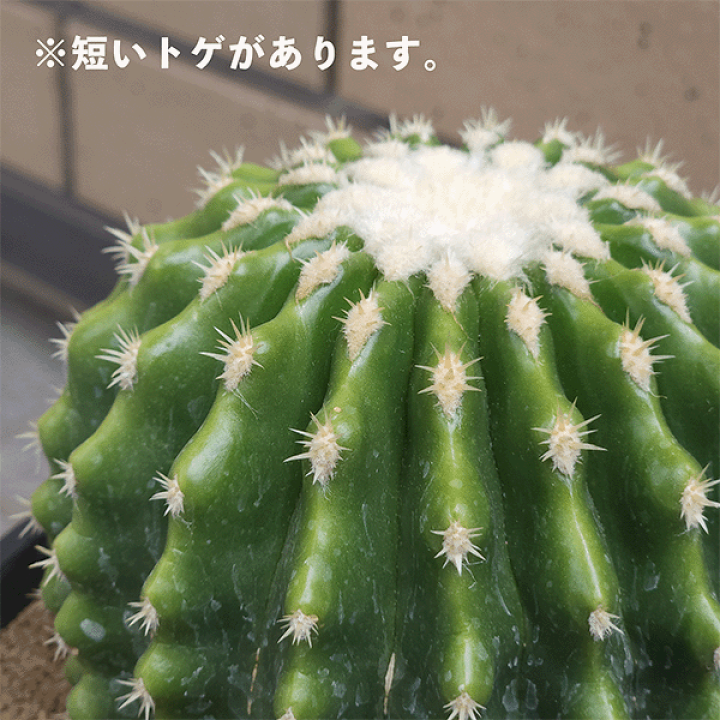 楽天市場】サボテン 刺無金鯱 5号 プラ鉢 鉢 種 土 金鯱