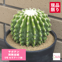 楽天市場】金 鯱 サボテン（サイズ（植木鉢）4 ～ 6号）の通販