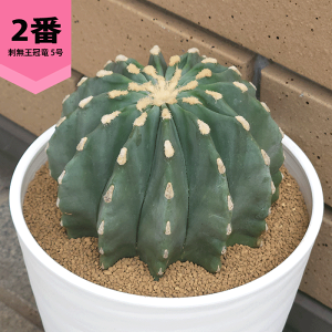 �T�{�e�� �h�������� 5�� �Z���A�[�g�� �g�Q�Ȃ� �� �y �� �ϗt�A�� �����A�� ���ڂĂ� �t�F���J�N�^�X �̔� ��� �v���[���g �M�t�g ���� ���O �� �A�� �J�X �a���� �V�z ���� �L�O�� ���� ��