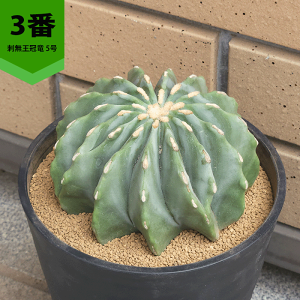 T{e h 5 ZA[g gQȂ  y  ϗtA A ڂĂ tFJN^X ̔  v[g Mtg  O  A JX a Vz  LO  