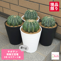 王冠竜　12号 m*y様 王冠竜 12号 現品】サボテン 王冠竜 12号 黒鉢（