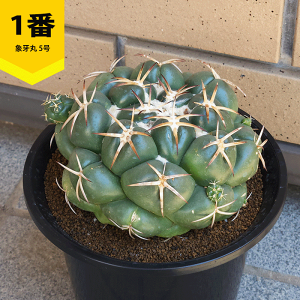 T{e ۉ 5 v  y  ϗtA A ڂĂ Rt@^ ̔  v[g Mtg  O  A JX a Vz  LO  j J Fl e 