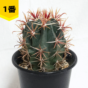 T{e _ 4 v   y ڂĂ tFJN^X   ϗt  Mtg JX Vz   蕨 v[g LO  a j J T{e Fl e I