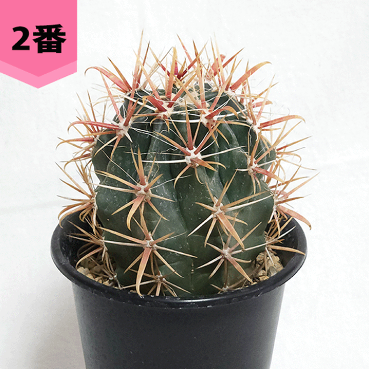 【現品】サボテン：フェロカクタス・サンタマリア　6号　1番 現品】サボテン：フェロカクタス・サンタマリア 6号 1番 - メルカリ