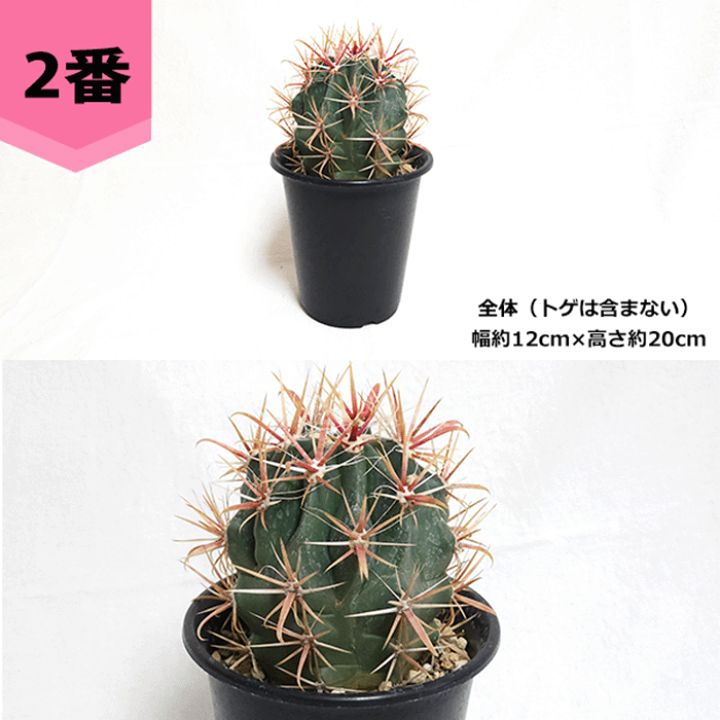 サボテン フェロカクタス 神仙玉4 楽天市場】サボテン：フェロカクタス 神仙玉 南方形*幅16cm