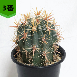 T{e _ 4 v   y ڂĂ tFJN^X   ϗt  Mtg JX Vz   蕨 v[g LO  a j J T{e Fl e I