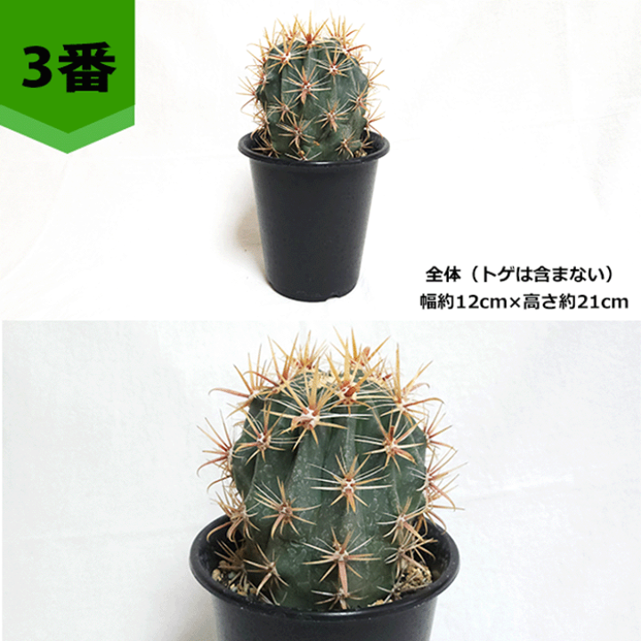 Amazon｜サボテン：フェロカクタス 神仙玉*☆赤松実生｜観葉植物