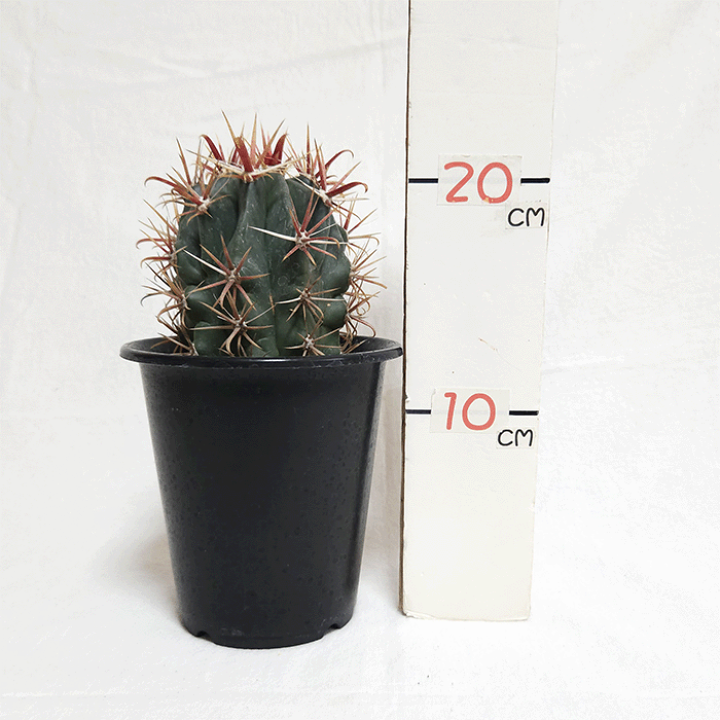 楽天市場】さぼてん 柱サボテン 三角柱 鉢植え ミニサイズ【地域