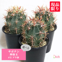 楽天市場】巌 サボテンの通販