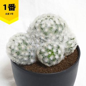 T{e  4 v  y  ϗtA A ڂĂ }~A Q ̔  v[g Mtg  O   A JX a Vz  LO  j J Fl e