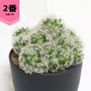観葉植物 サボテン 白星」の人気商品一覧・価格比較 - 価格.com