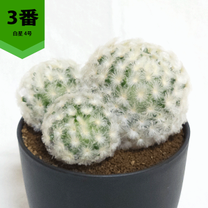 観葉植物 サボテン 白星」の人気商品一覧 | 安い商品を通販サイトから