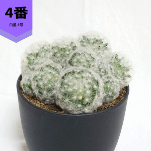 T{e  4 v  y  ϗtA A ڂĂ }~A Q ̔  v[g Mtg  O   A JX a Vz  LO  j J Fl e