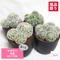 サボテンページ 楽天市場】hg 1（種類（植物）サボテン）（観葉植物｜花・観葉植物
