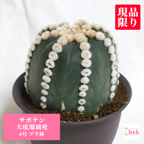 楽天市場】アストロフィツム(種類(植物)サボテン)の通販 楽天市場】アストロフィツム(種類(植物)サボテン)の通販