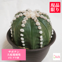 サボテン　瑠璃兜　接木　4号鉢つき　4頭❗赤黄花❗ サボテン 瑠璃兜 接木 4号鉢つき 4頭❗赤黄花❗Ω