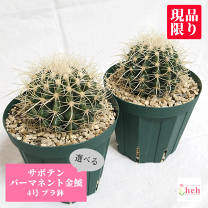 楽天市場】サボテン 群生の通販 楽天市場】サボテン 群生の通販