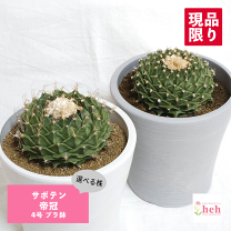 楽天市場】帝冠の通販