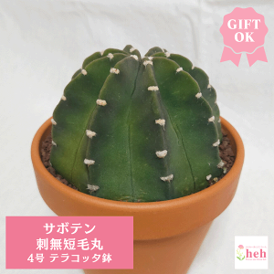 T{e hZъ 4 eRb^  gQ Ȃ y GLmvVX  Mtg v[g ̓   O   ̔ ڂĂ փL JX Vz ϗt   ʔ 蕨 L