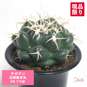 T{e hۉ 4 v  y   ϗtA A ڂĂ Rt@^ ̔ v[g Mtg A i gQ  A JX a Vz  LO  j J