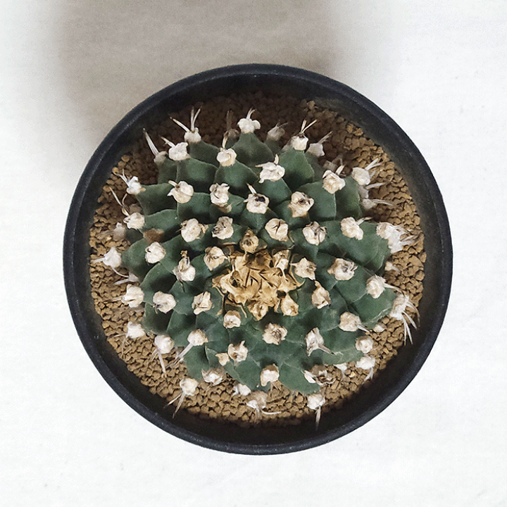 楽天市場】サボテン アロンソイ 3号 プラ鉢 さぼてん 鉢 土 種