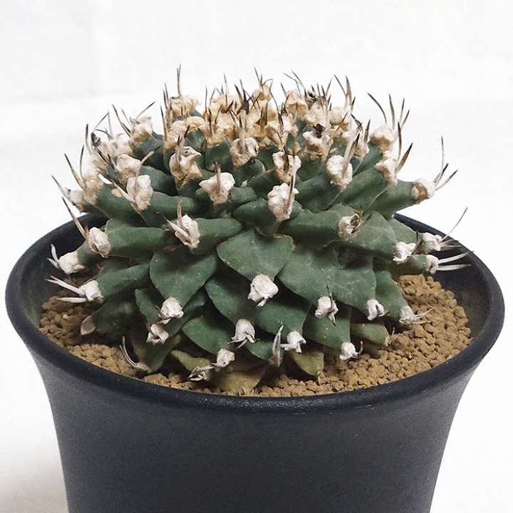 楽天市場】サボテン アロンソイ 3号 プラ鉢 さぼてん 鉢 土 種