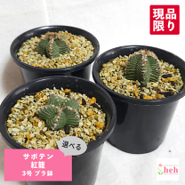 楽天市場】花籠 サボテンの通販