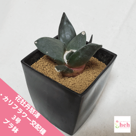楽天市場 サボテン 種子 販売の通販 楽天市場 サボテン 種子 販売の通販