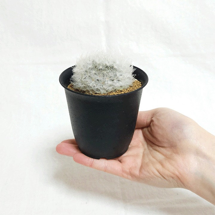 楽天市場】サボテン 羽衣白星 3号 プラ鉢 鉢 土 種 観葉植物 楽天市場】サボテン 羽衣白星 3号 プラ鉢 鉢 土 種 観葉植物