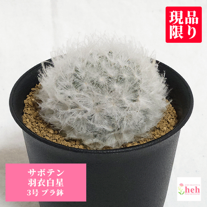 楽天市場】サボテン 羽衣白星 3号 プラ鉢 鉢 土 種 観葉植物 楽天市場】サボテン 羽衣白星 3号 プラ鉢 鉢 土 種 観葉植物