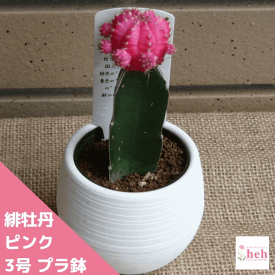 楽天市場 サボテン緋牡丹の通販