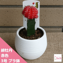 楽天市場 観葉植物 種類 植物 サボテン 人気ランキング1位 売れ筋商品